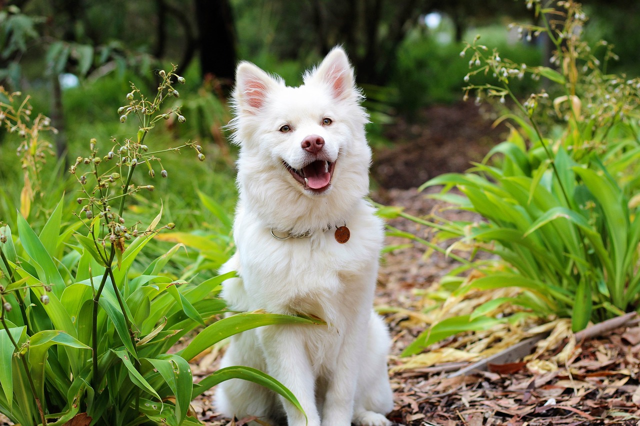 Understanding the Traits of the Lapphund